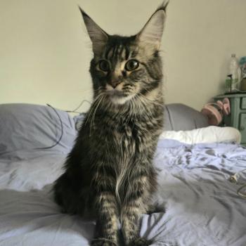 chat Maine coon brown blotched tabby Arielle Le Ranch de Daska