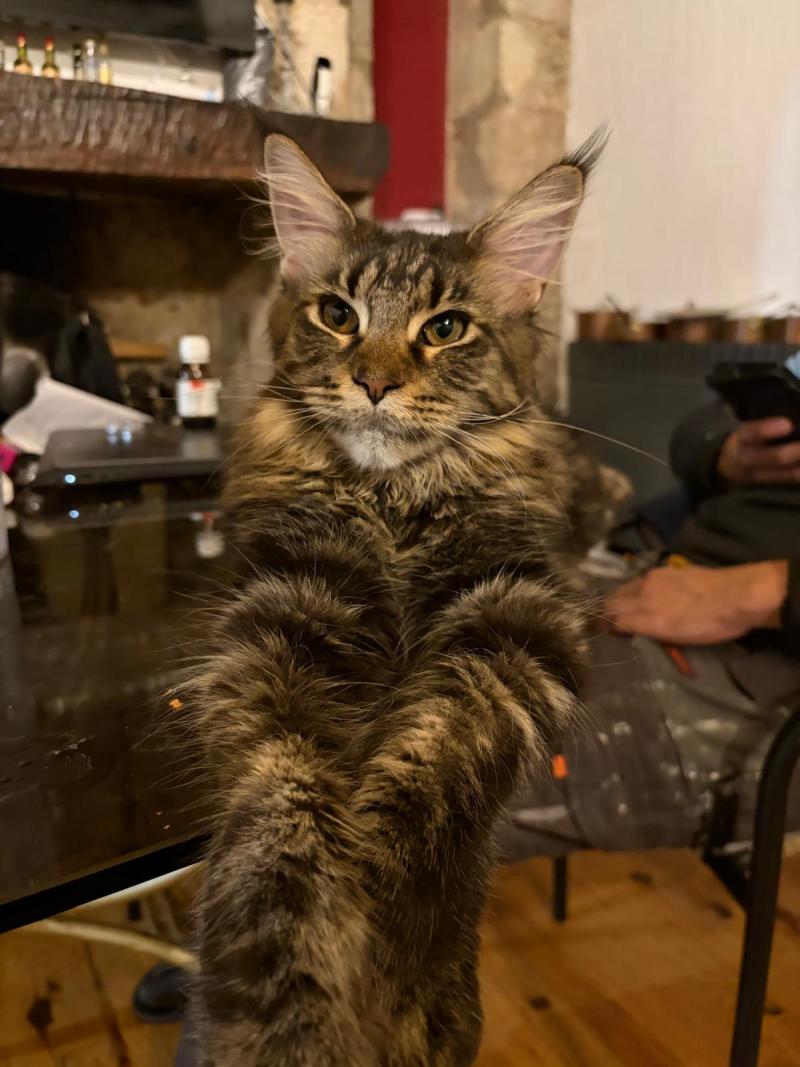 Arielle Femelle Maine coon