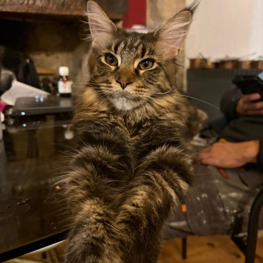 Arielle Femelle Maine coon