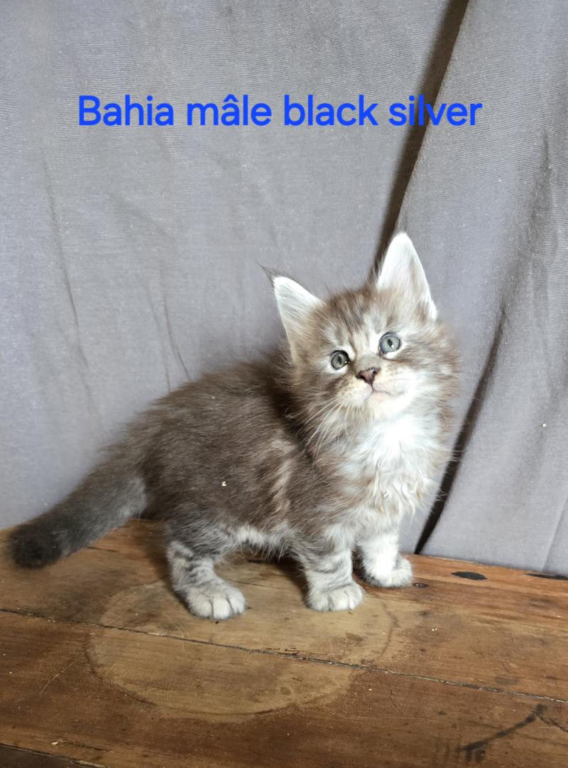 Bahia Mâle Maine coon