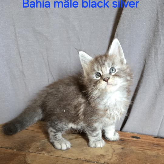 Bahia Mâle Maine coon