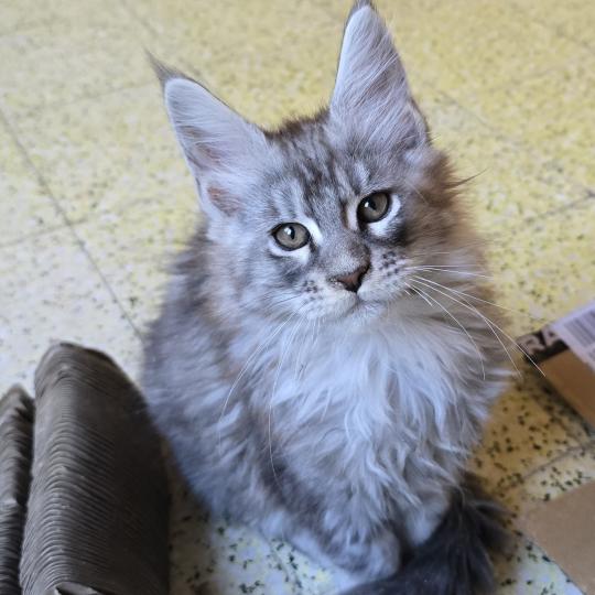 Bahia Mâle Maine coon