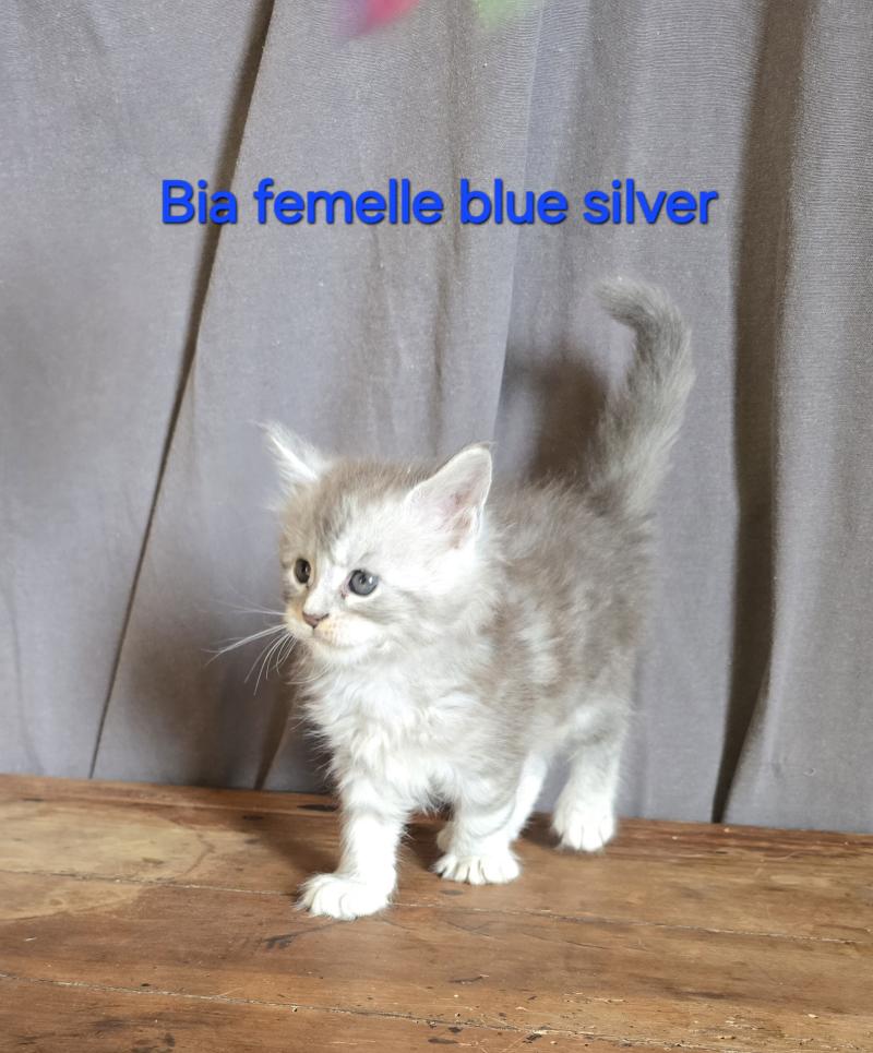 Bia Femelle Maine coon