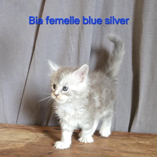 Bia Femelle Maine coon