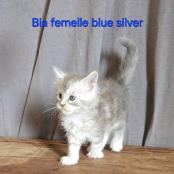 chaton Maine coon black silver blotched tabby Bia Le Ranch de Daska