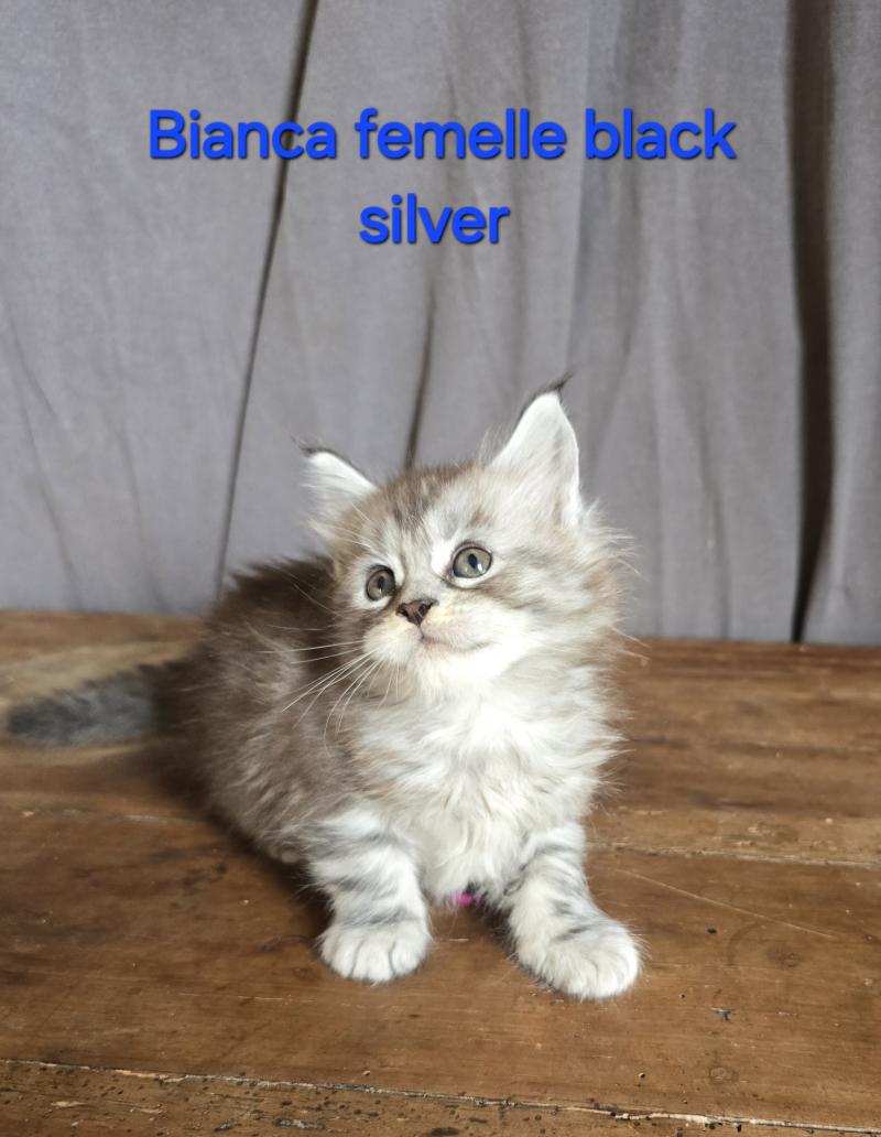 Bianca Femelle Maine coon