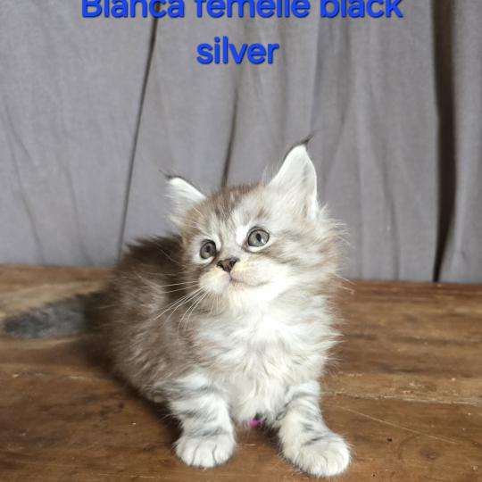 Bianca Femelle Maine coon