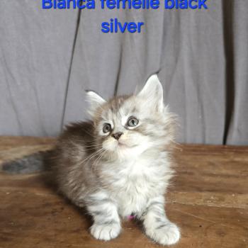 chaton Maine coon black silver blotched tabby Bianca Le Ranch de Daska
