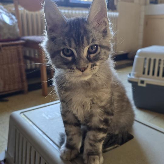 Bianca Femelle Maine coon