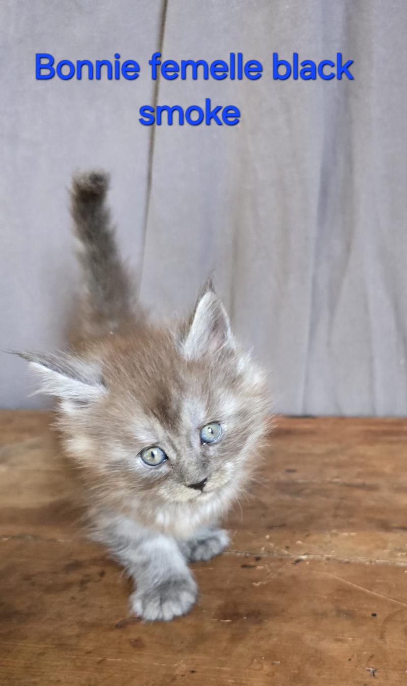 Bonnie Femelle Maine coon