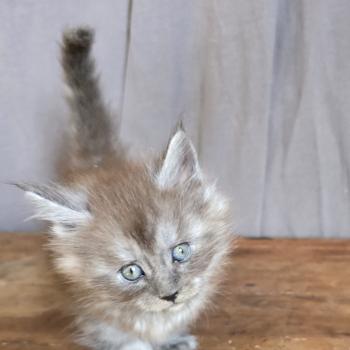 chaton Maine coon black smoke Bonnie Le Ranch de Daska