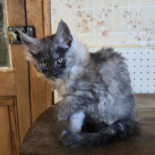Bonnie Femelle Maine coon