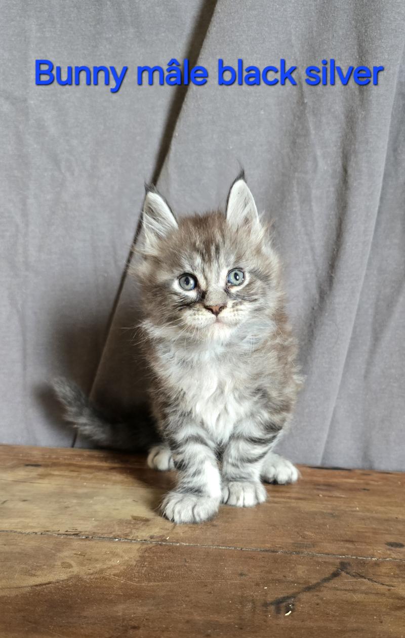 Bunny Mâle Maine coon