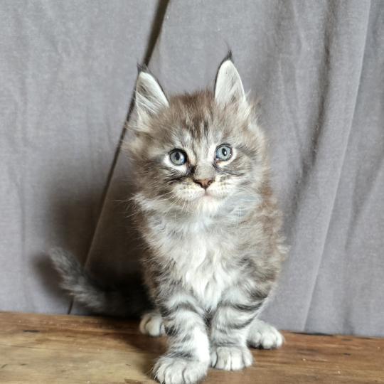 Bunny Mâle Maine coon