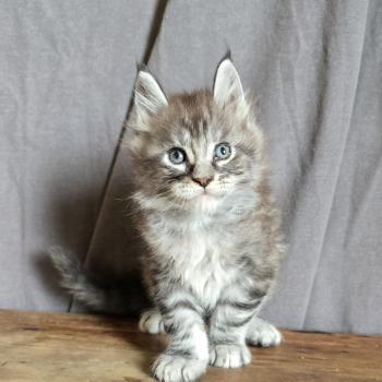 chaton Maine coon black silver blotched tabby Bunny Le Ranch de Daska