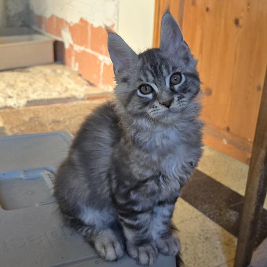 Bunny Mâle Maine coon