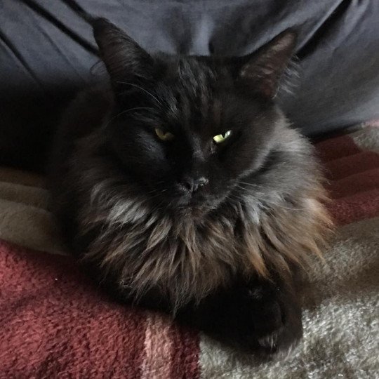 LILLOU Femelle Maine coon