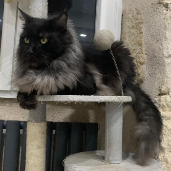 chat Maine coon black smoke OTTAWA Le Ranch de Daska