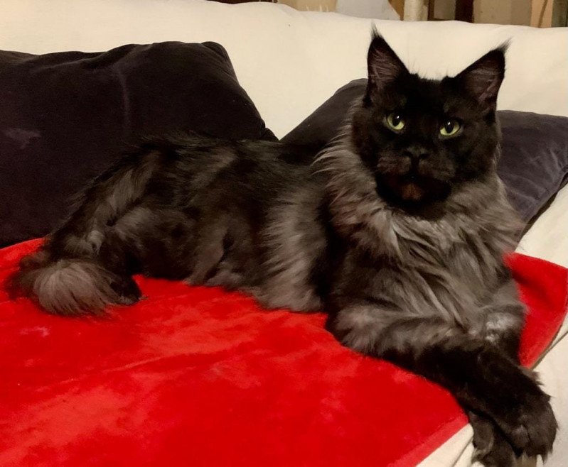 OTTAWA Femelle Maine coon