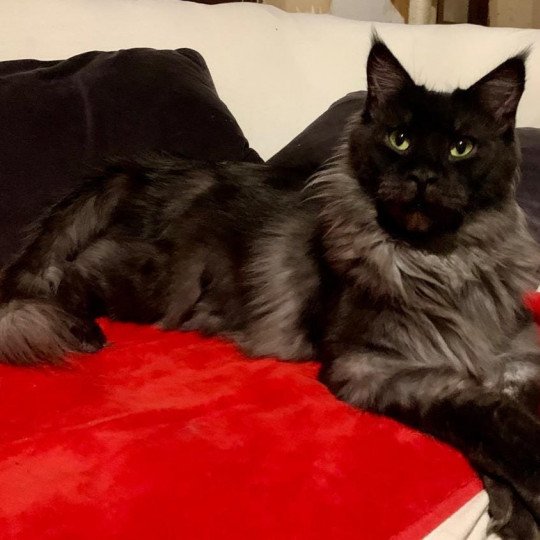 OTTAWA Femelle Maine coon