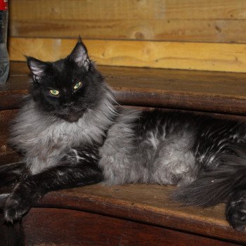 chat Maine coon black smoke OTTAWA Le Ranch de Daska