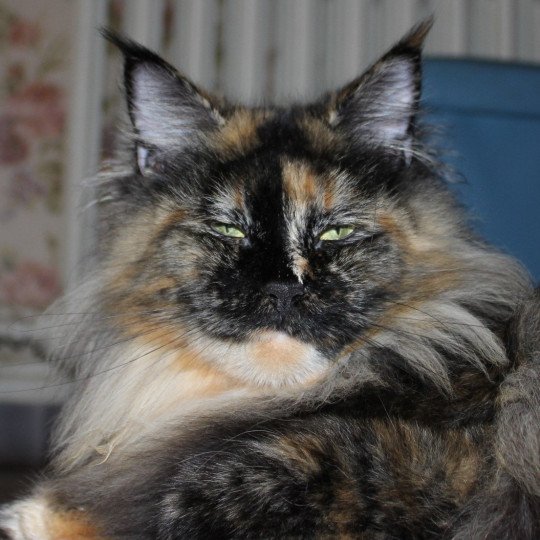 PALOMA Femelle Maine coon