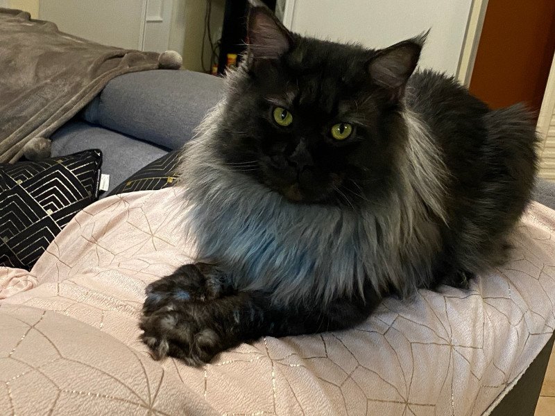 PANDRAGON ELROS Mâle Maine coon PANDRAGON ELROS Mâle Maine coon