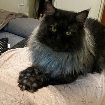 chat Maine coon black smoke PANDRAGON ELROS Le Ranch de Daska chat Maine coon black smoke PANDRAGON ELROS Le Ranch de Daska