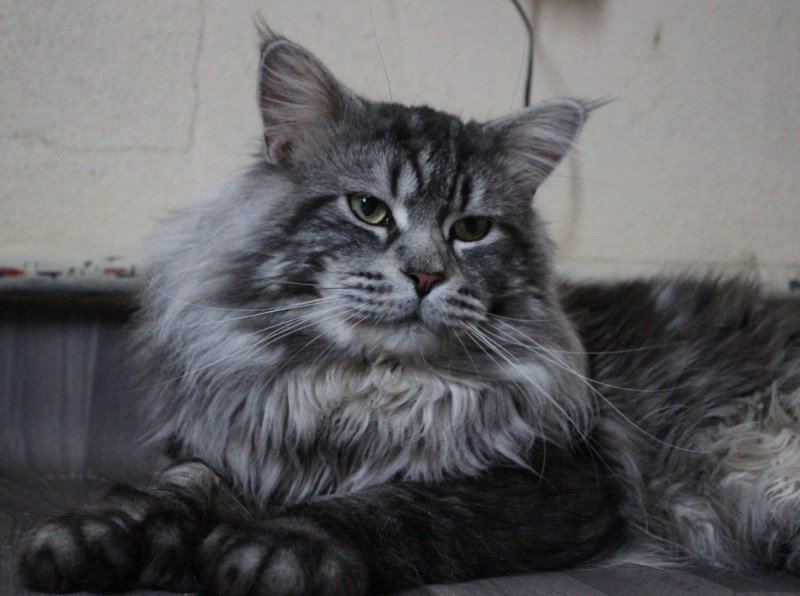 ROSCO PP Mâle Maine coon polydactyle