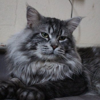 chat Maine coon polydactyle black silver blotched tabby ROSCO PP Le Ranch de Daska