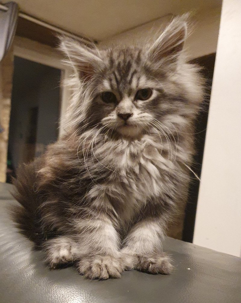 T'Nala Femelle Maine coon polydactyle