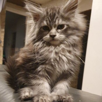 chaton Maine coon polydactyle black silver blotched tabby Tany Le Ranch de Daska