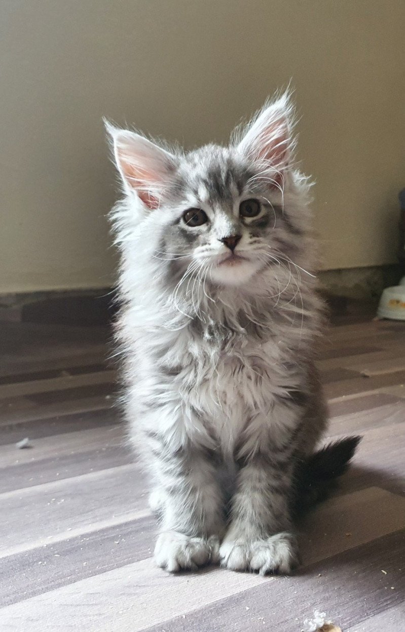 Tina PP Femelle Maine coon polydactyle