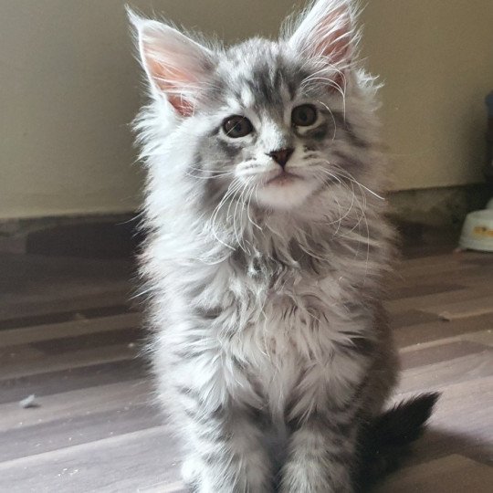 Tina PP Femelle Maine coon polydactyle