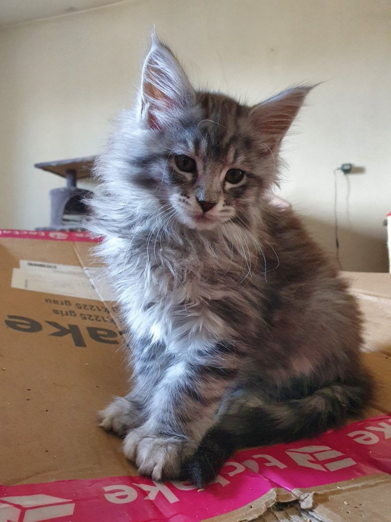 Toshiro PP Mâle Maine coon polydactyle