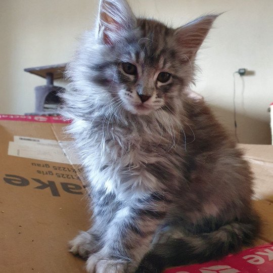 Toshiro PP Mâle Maine coon polydactyle