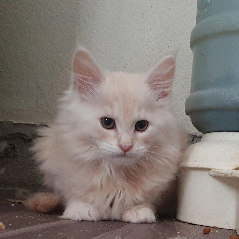 Tornado PP Mâle Maine coon polydactyle