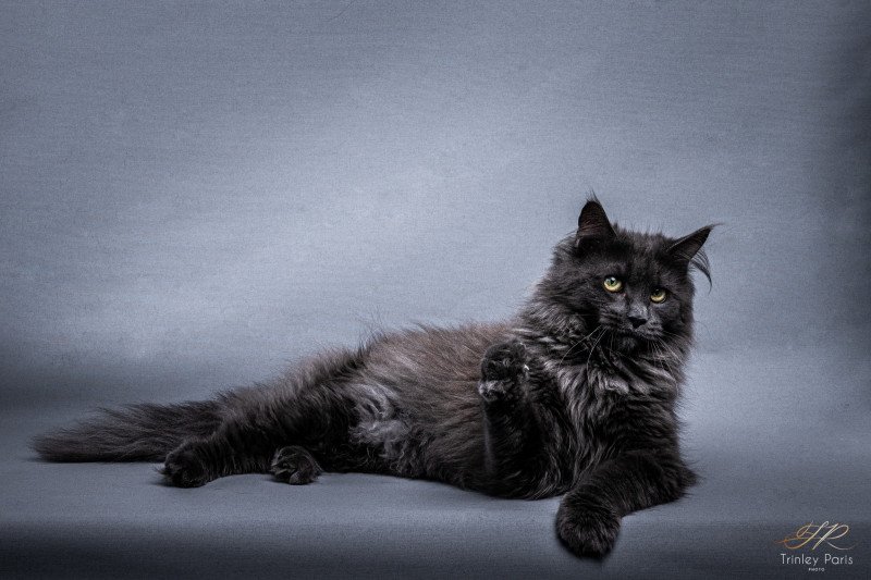 RICA Femelle Maine coon