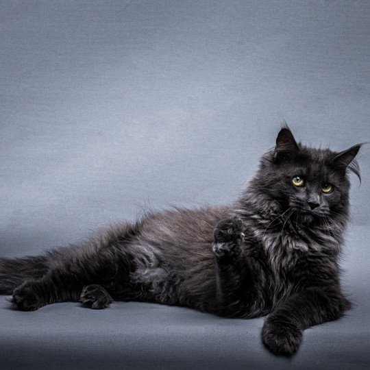 RICA Femelle Maine coon