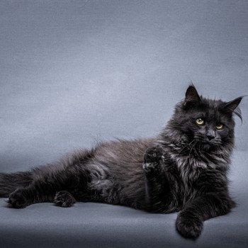 chat Maine coon blue RICA Le Ranch de Daska