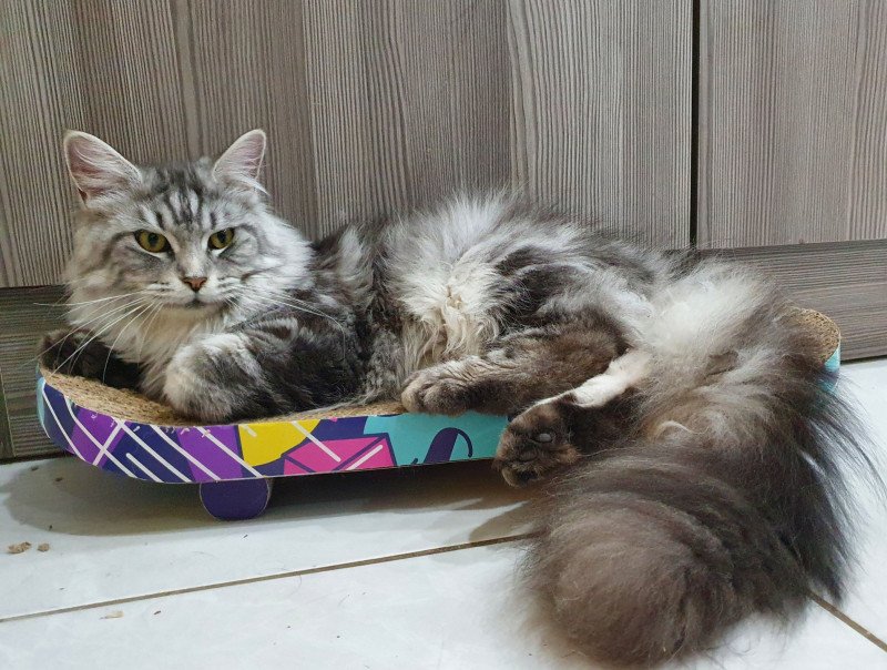 SAMANTHA Femelle Maine coon