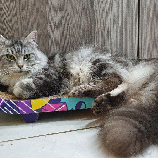 SAMANTHA Femelle Maine coon