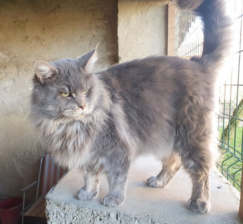 SHADOW Mâle Maine coon