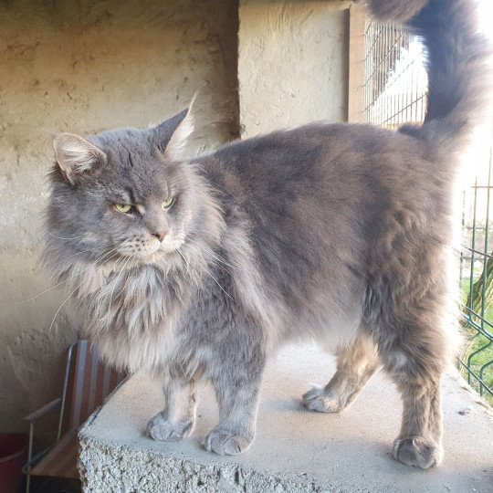 SHADOW Mâle Maine coon