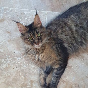 chat Maine coon brown tortie mackerel tabby SHELBY Le Ranch de Daska