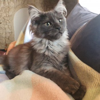 chaton Maine coon black smoke Stich Le Ranch de Daska