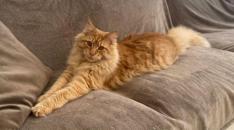 Stuart Mâle Maine coon