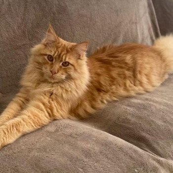 chaton Maine coon red silver mackerel tabby Stuart Le Ranch de Daska