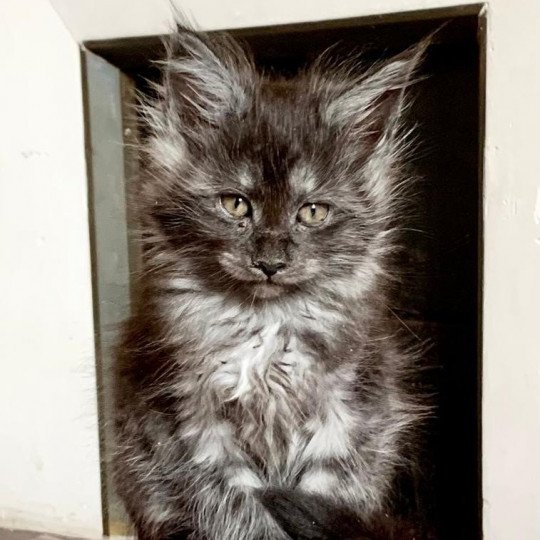 Tara Femelle Maine coon