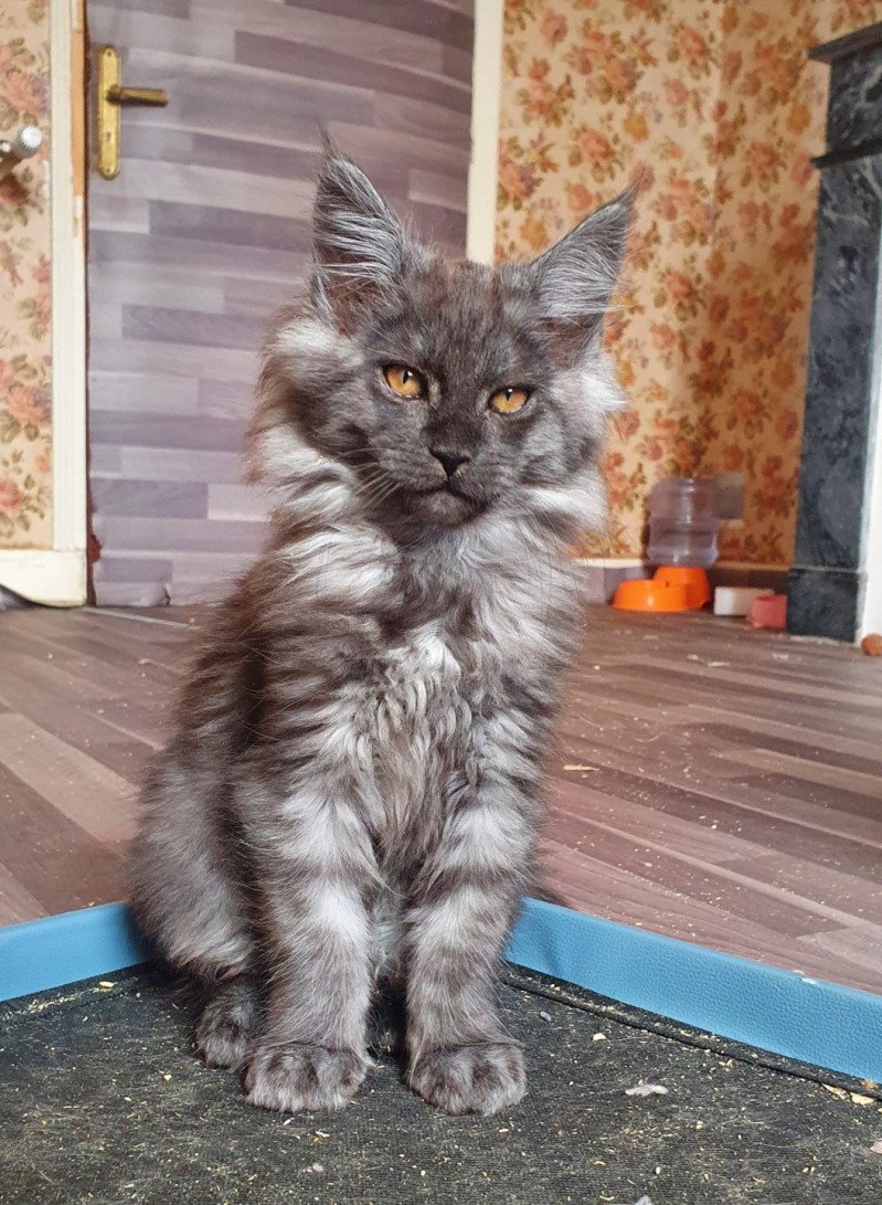 Thara Femelle Maine coon